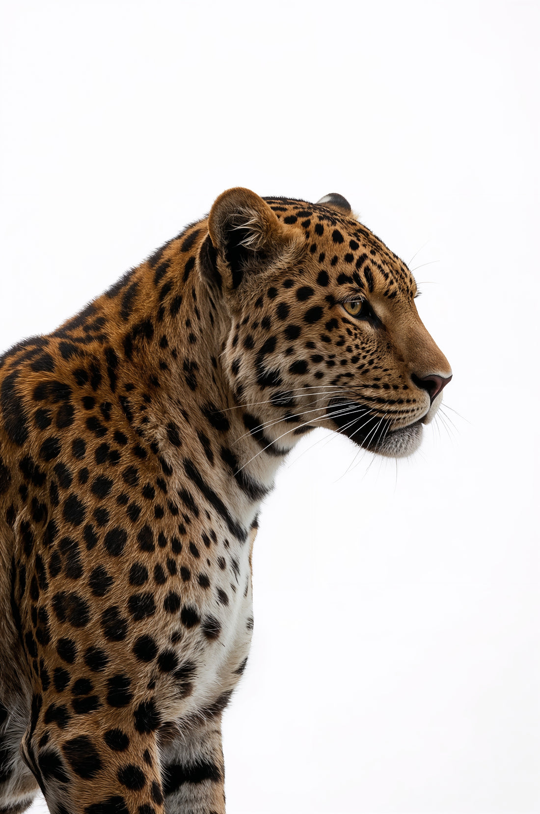Golden Leopard Poise framed preview