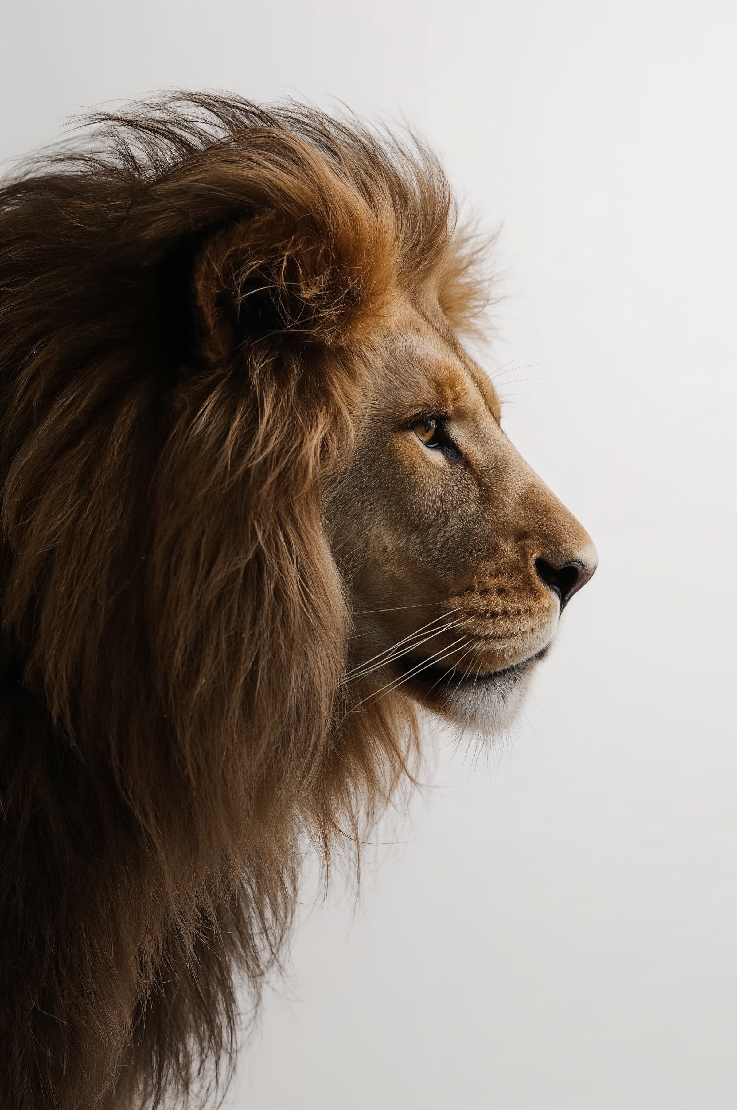 Majestic Lion Profile