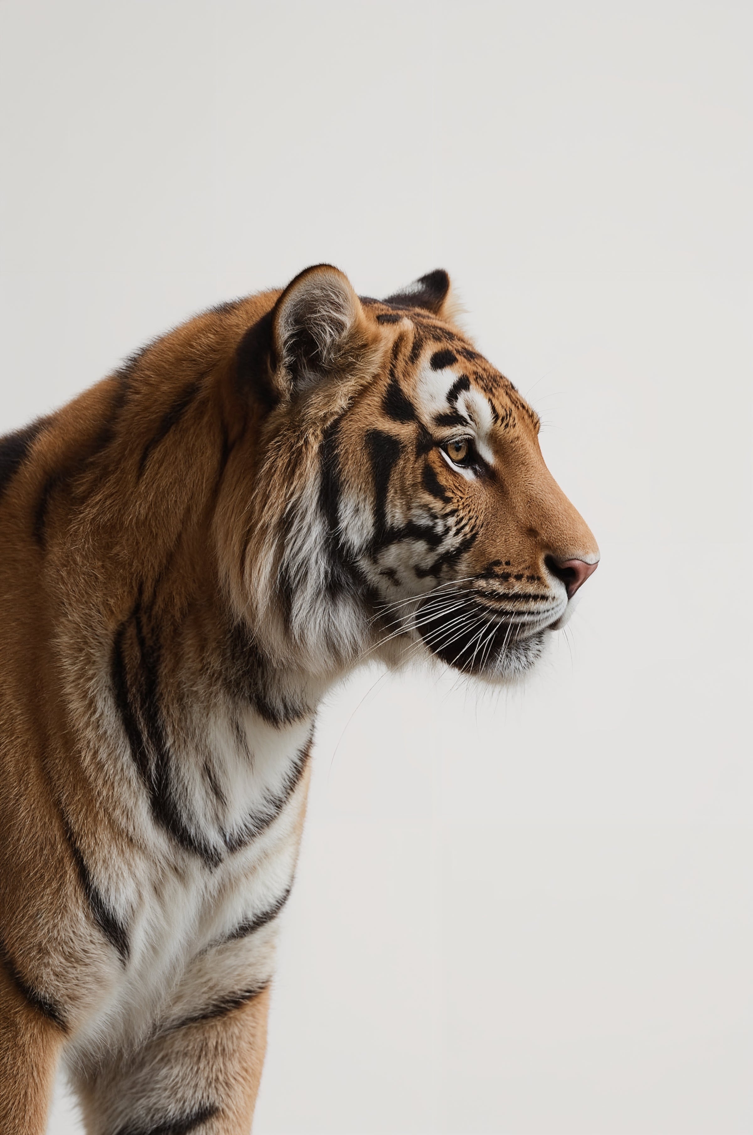 Majestic Tiger Profile