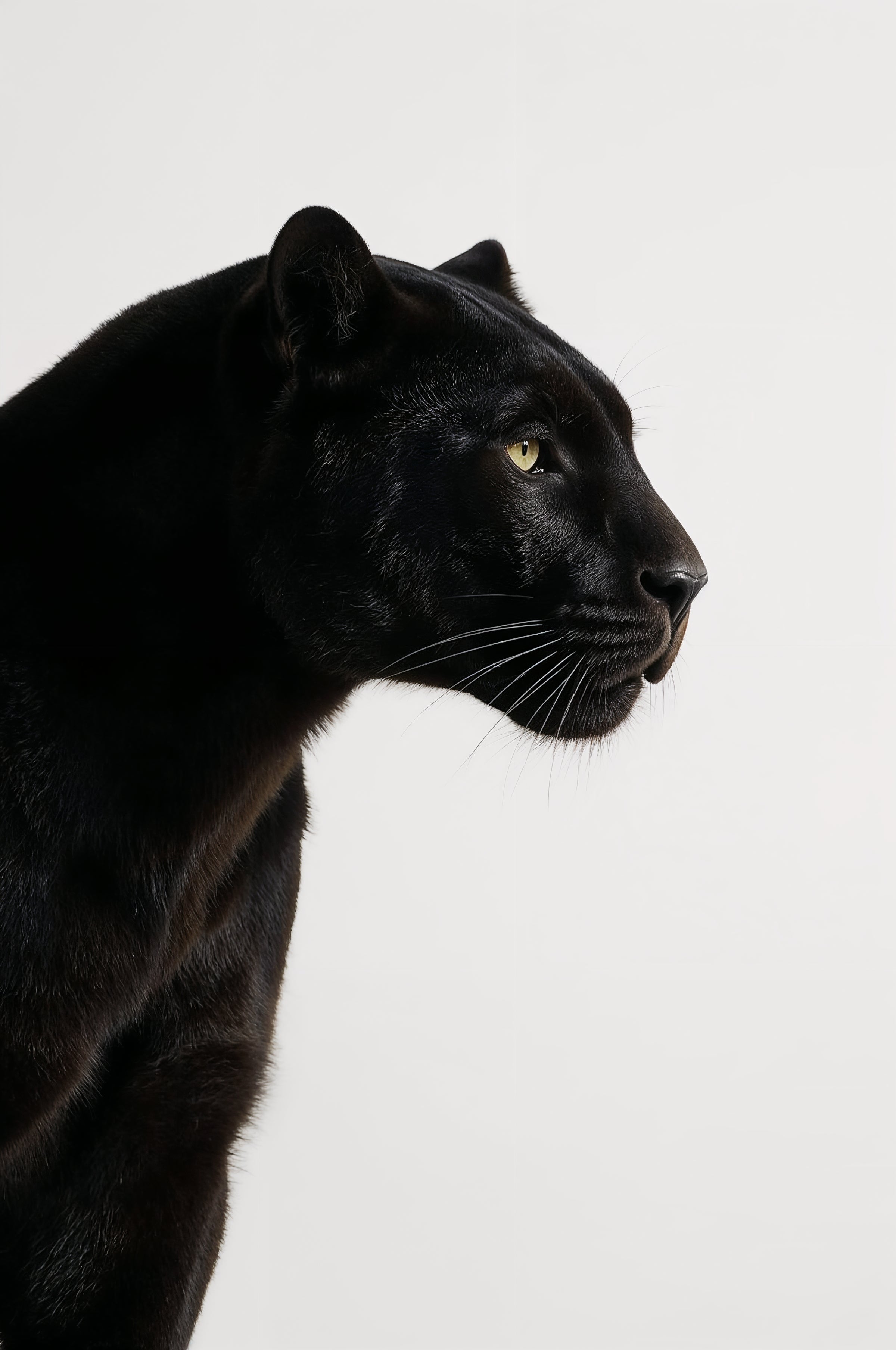 Midnight Panther Gaze